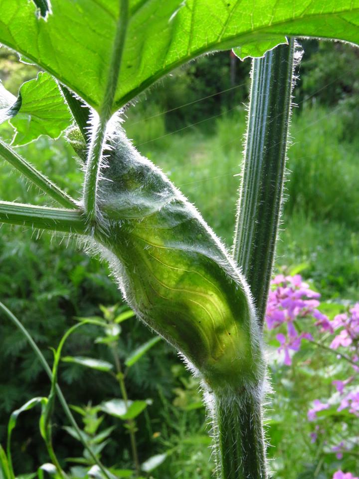 Ochréa Heracleum Sphondylium